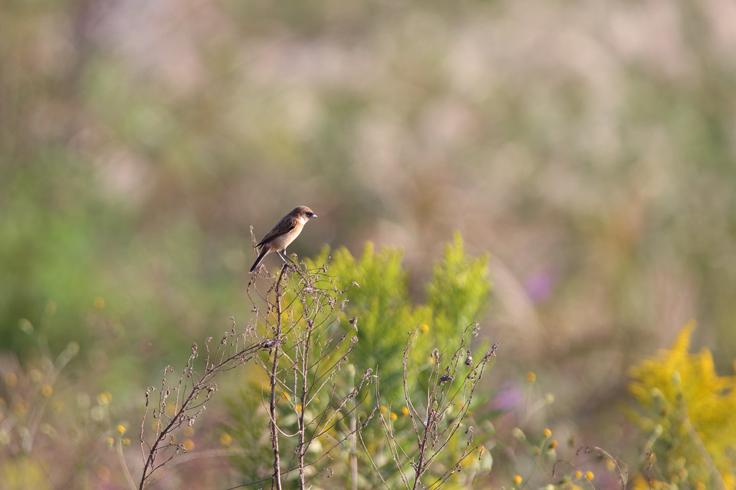 Canon EOS 6D + TAMRON SP 150-600mm F/5-6.3 Di VC USD (A011)