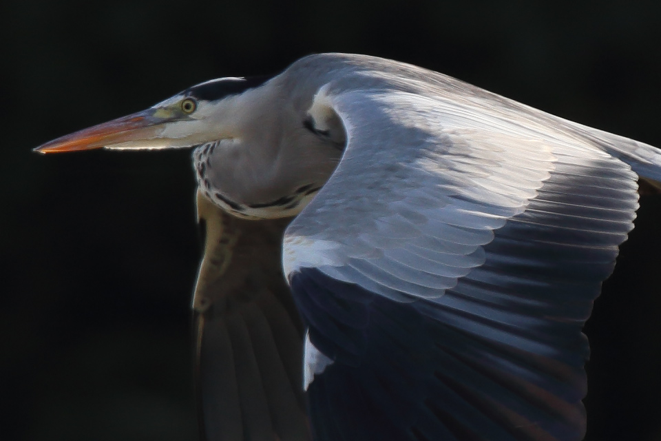 通販価格 野鳥彫刻 アオサギ 作者ituo | forrajeraelizondo.com