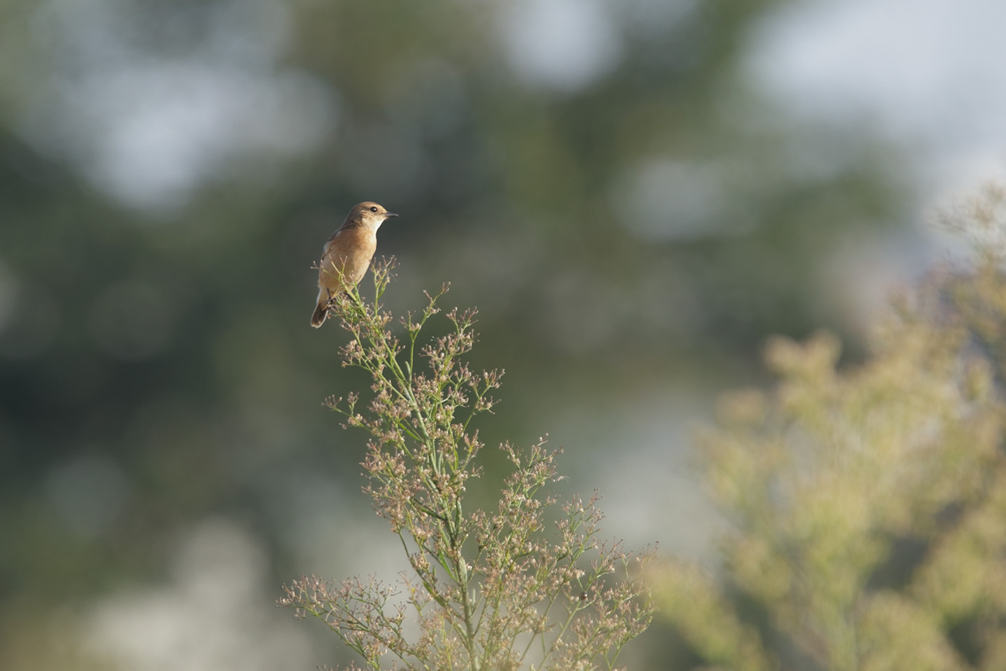 Canon EOS 6D + TAMRON SP 150-600mm F/5-6.3 Di VC USD (A011)