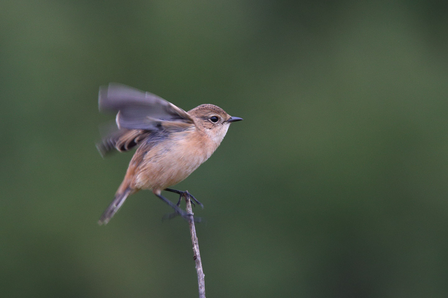 Canon EOS 6D + TAMRON SP 150-600mm F/5-6.3 Di VC USD (A011)