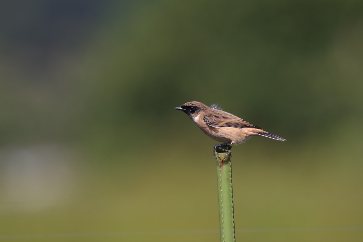 Canon EOS 6D + TAMRON SP 150-600mm F/5-6.3 Di VC USD (A011)