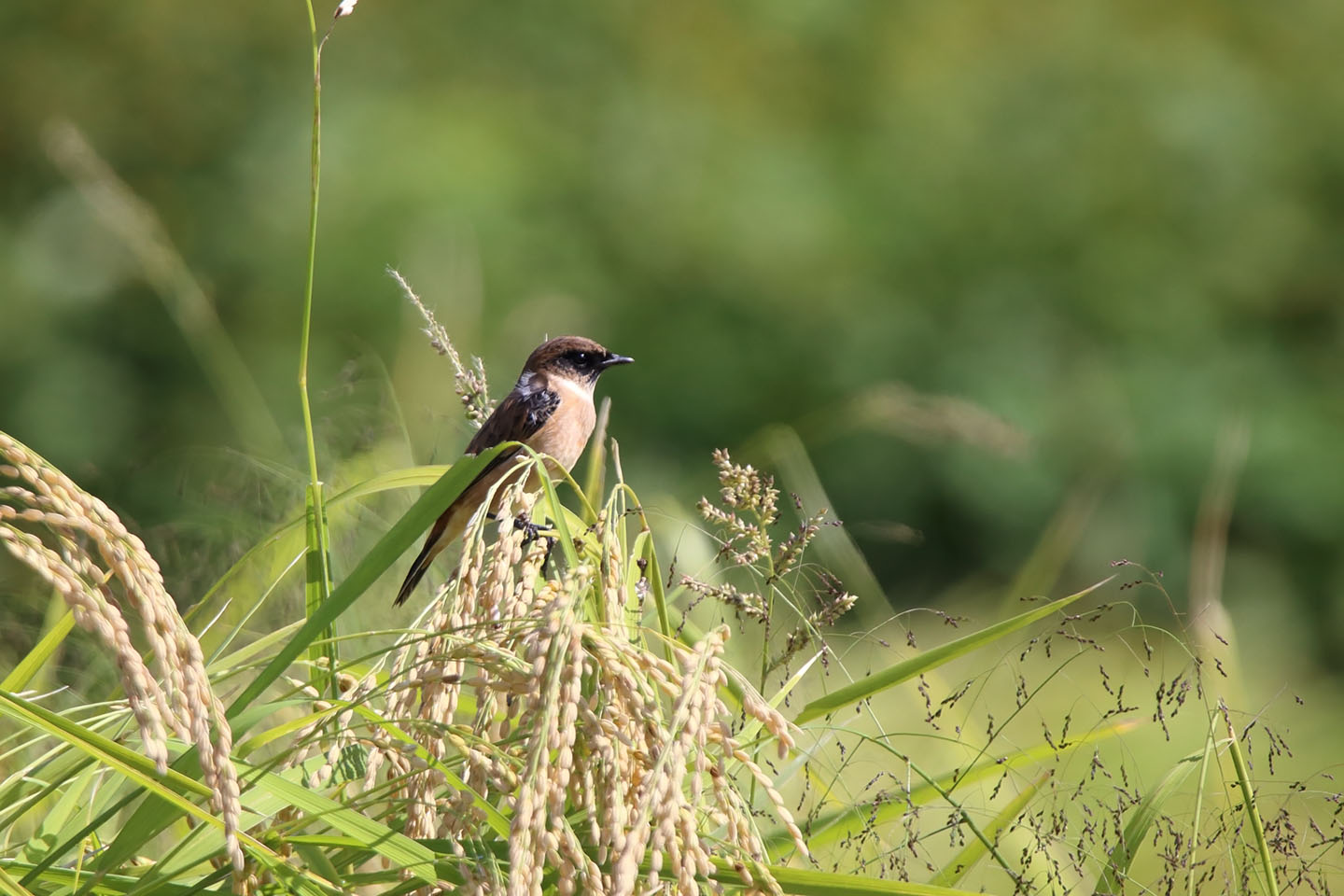 Canon EOS 6D + TAMRON SP 150-600mm F/5-6.3 Di VC USD (A011)