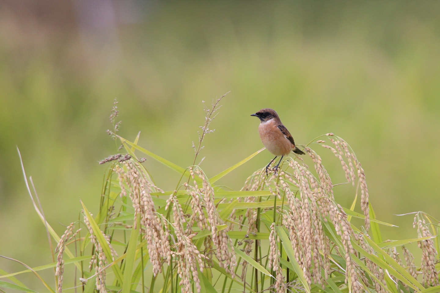 Canon EOS 6D + TAMRON SP 150-600mm F/5-6.3 Di VC USD (A011)