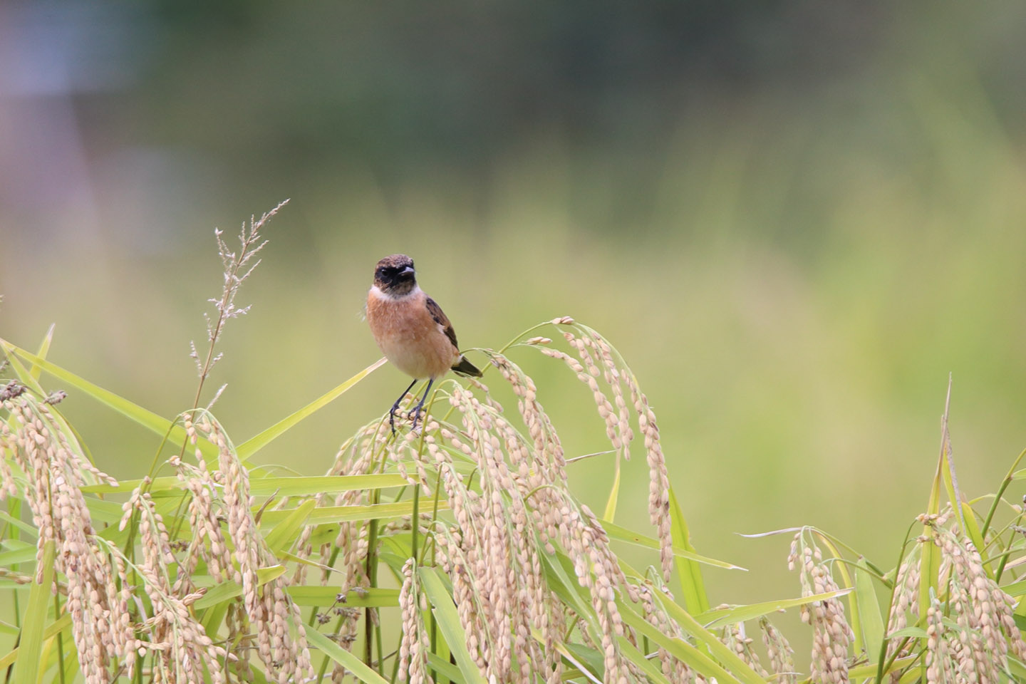 Canon EOS 6D + TAMRON SP 150-600mm F/5-6.3 Di VC USD (A011)