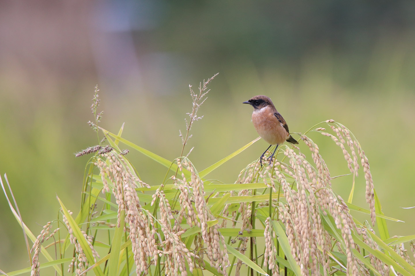 Canon EOS 6D + TAMRON SP 150-600mm F/5-6.3 Di VC USD (A011)