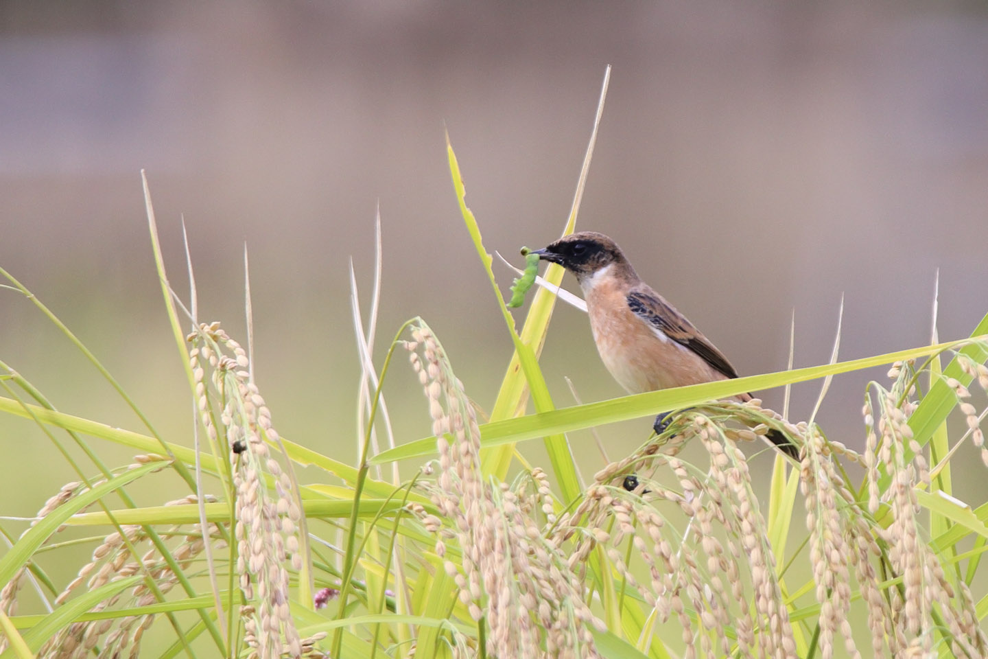 Canon EOS 6D + TAMRON SP 150-600mm F/5-6.3 Di VC USD (A011)