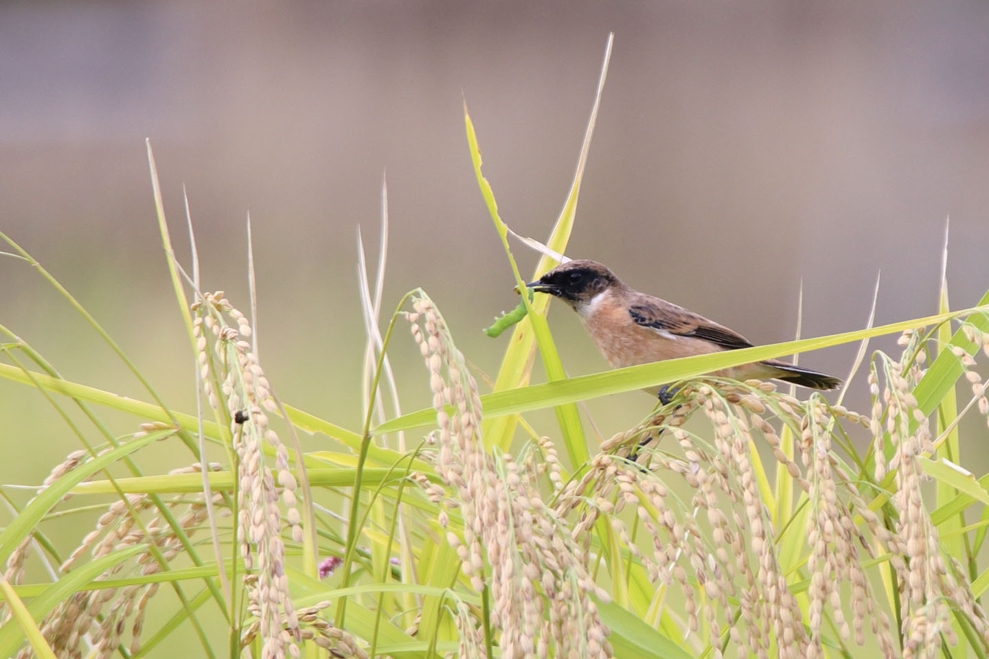 Canon EOS 6D + TAMRON SP 150-600mm F/5-6.3 Di VC USD (A011)