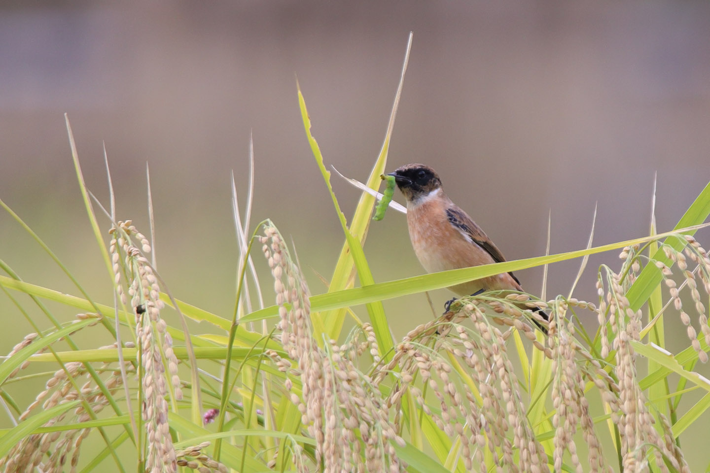 Canon EOS 6D + TAMRON SP 150-600mm F/5-6.3 Di VC USD (A011)