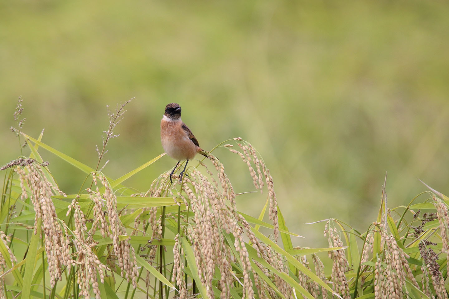 Canon EOS 6D + TAMRON SP 150-600mm F/5-6.3 Di VC USD (A011)