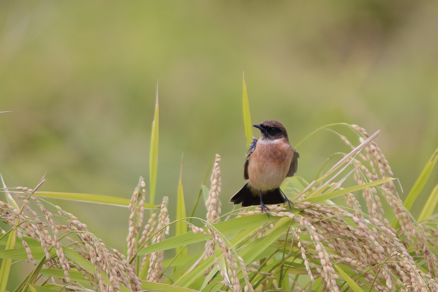 Canon EOS 6D + TAMRON SP 150-600mm F/5-6.3 Di VC USD (A011)