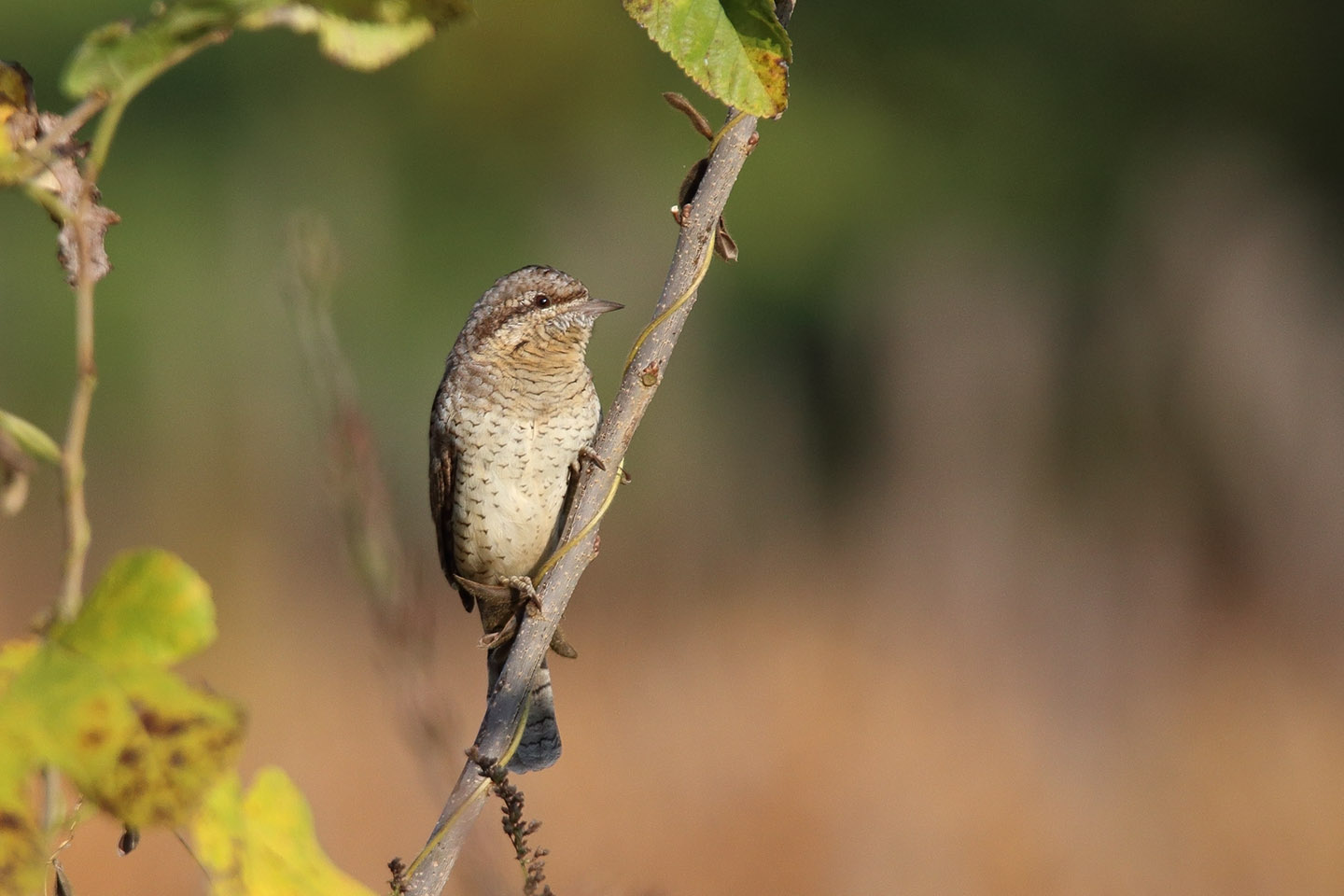 Canon EOS 6D + TAMRON SP 150-600mm F/5-6.3 Di VC USD (A011)