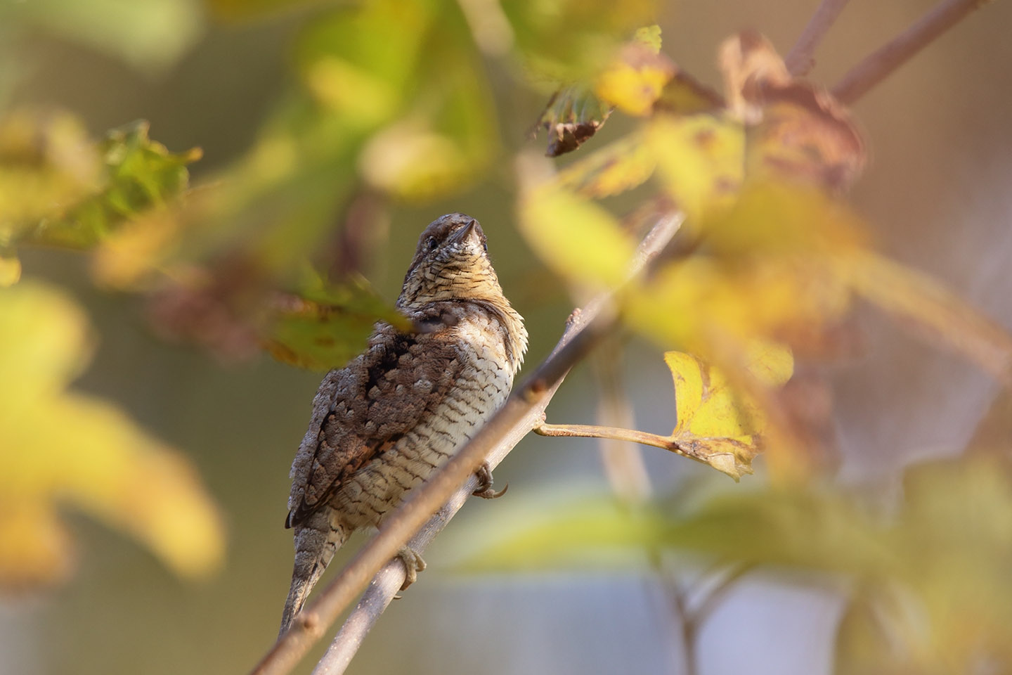 Canon EOS 6D + TAMRON SP 150-600mm F/5-6.3 Di VC USD (A011)