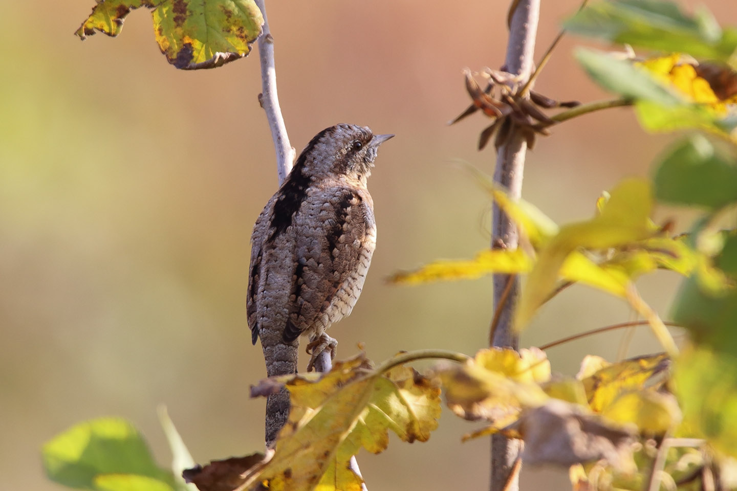 Canon EOS 6D + TAMRON SP 150-600mm F/5-6.3 Di VC USD (A011)