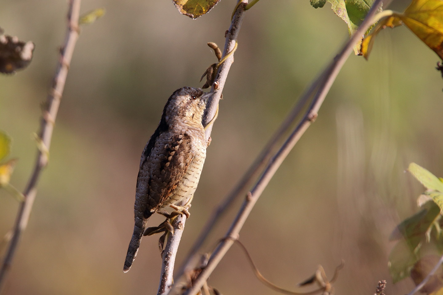 Canon EOS 6D + TAMRON SP 150-600mm F/5-6.3 Di VC USD (A011)