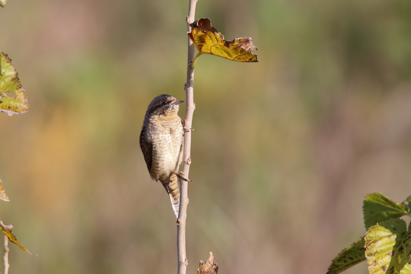 Canon EOS 6D + TAMRON SP 150-600mm F/5-6.3 Di VC USD (A011)