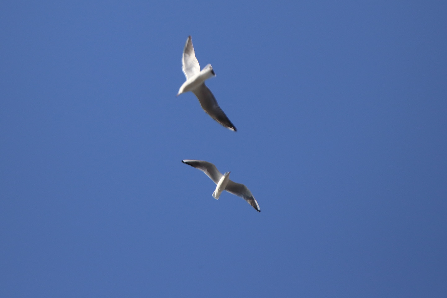 さくちゃんの 鳥と遊ぼうよ カテゴリー カモメ科 チドリ目カモメ科 に属する野鳥