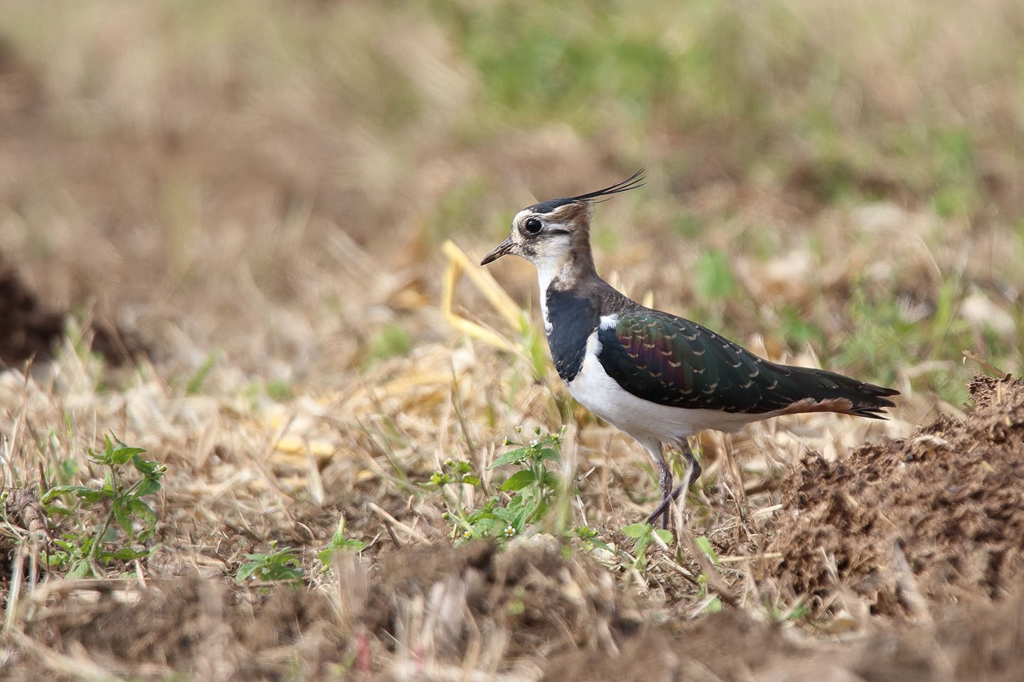 Canon EOS 6D + TAMRON SP 150-600mm F/5-6.3 Di VC USD (A011)