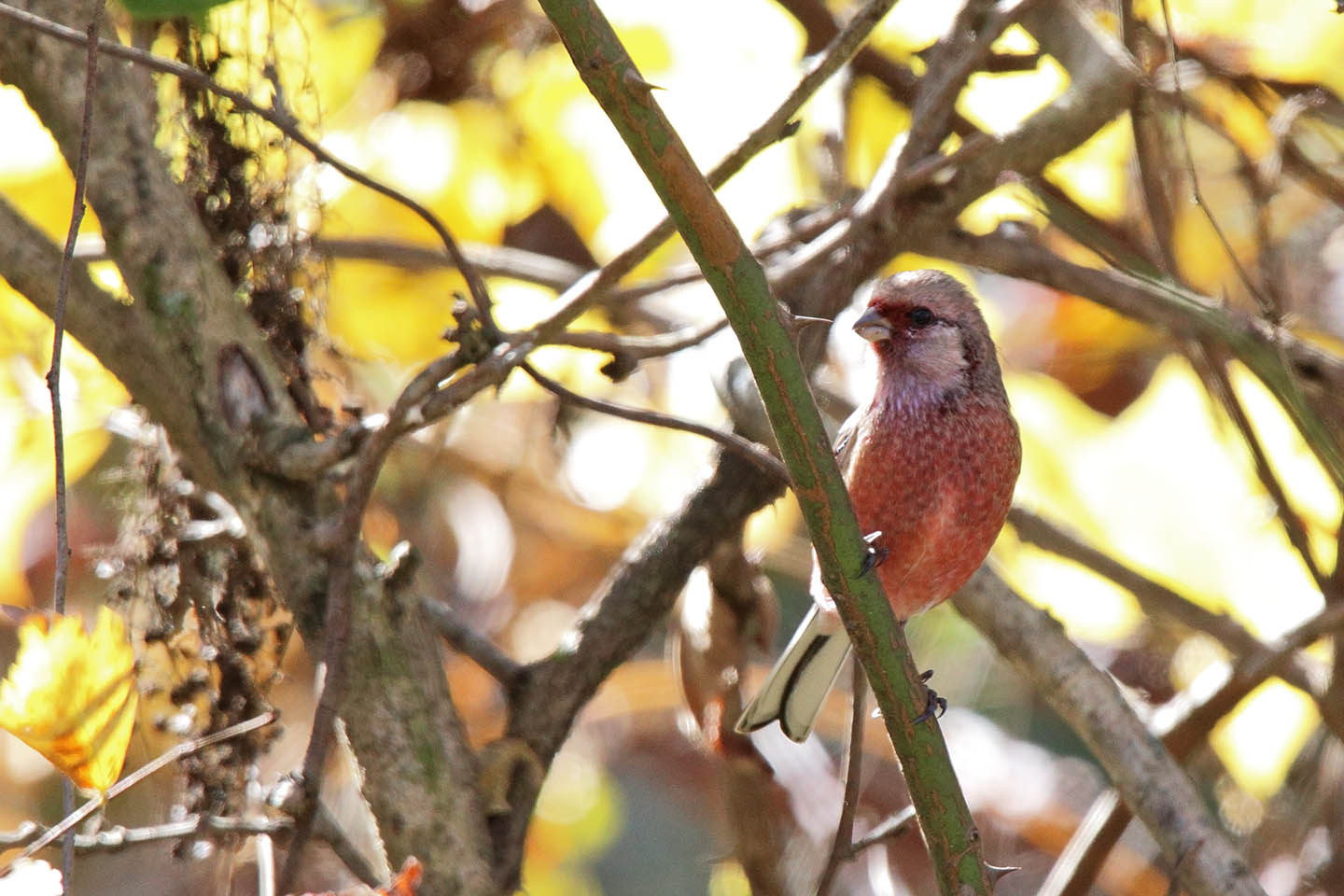 Canon EOS 6D + TAMRON SP 150-600mm F/5-6.3 Di VC USD (A011)