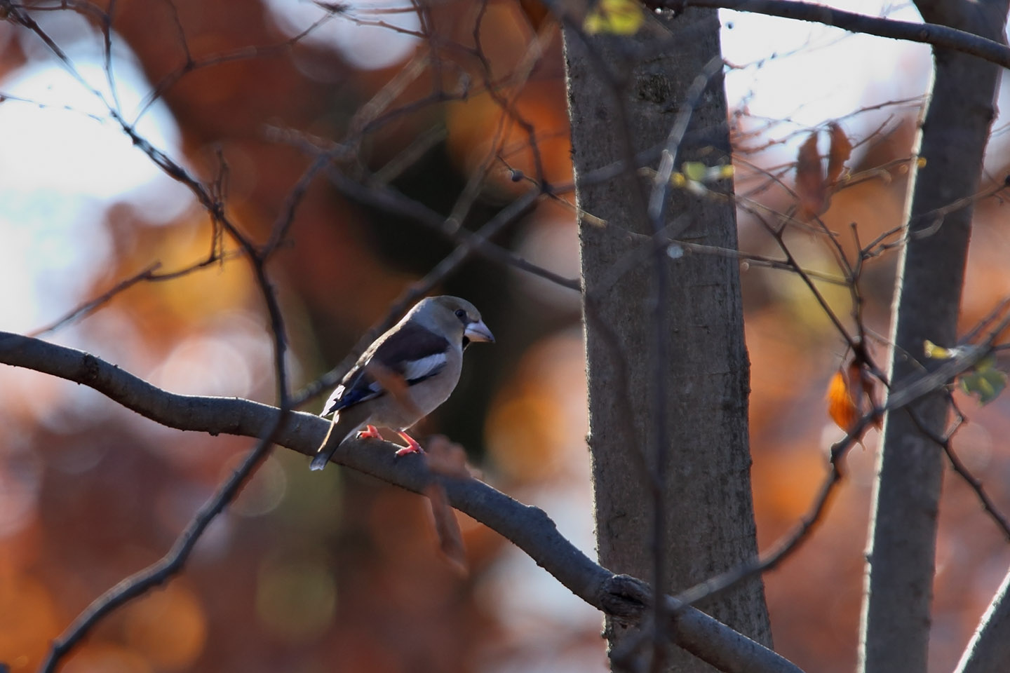 Canon EOS 6D + TAMRON SP 150-600mm F/5-6.3 Di VC USD (A011)