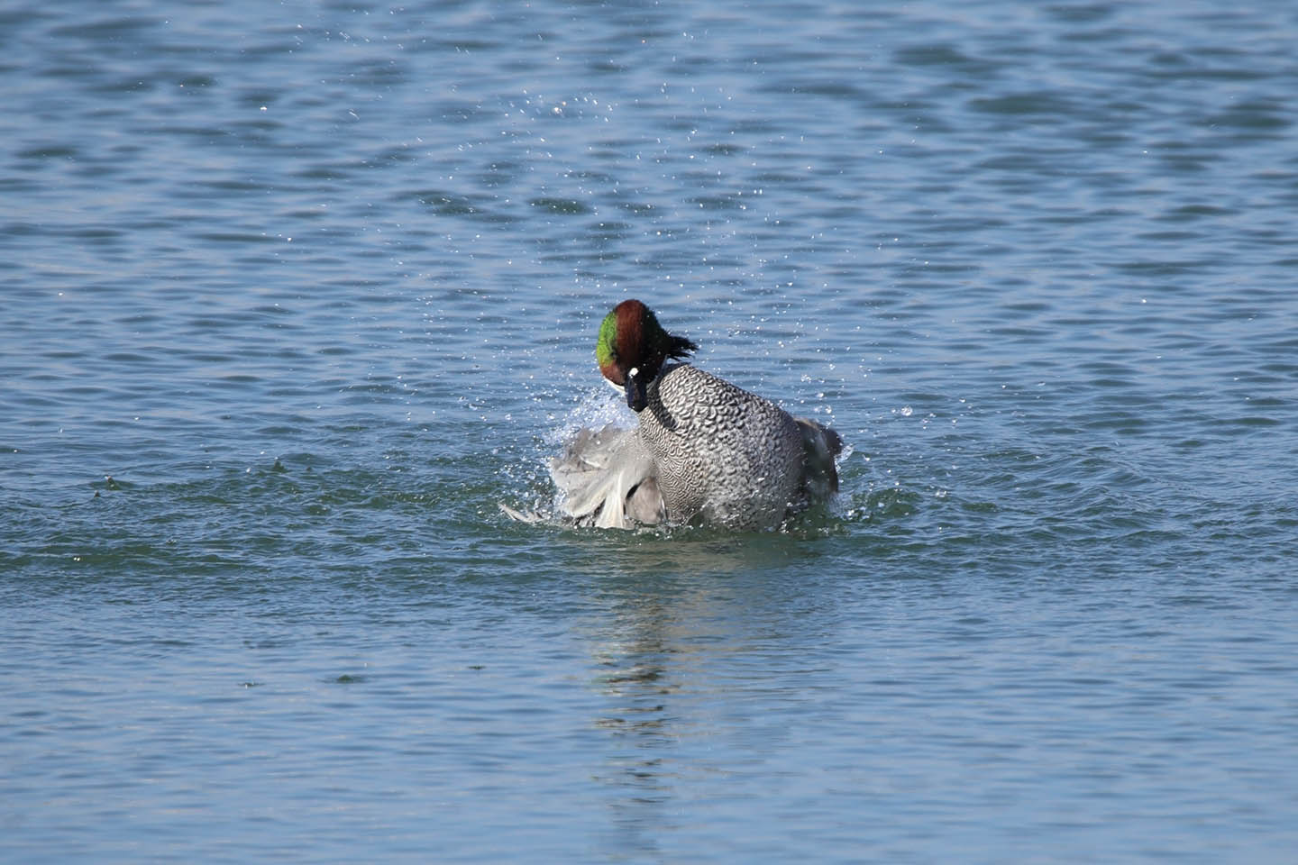 Canon EOS 6D + TAMRON SP 150-600mm F/5-6.3 Di VC USD (A011)