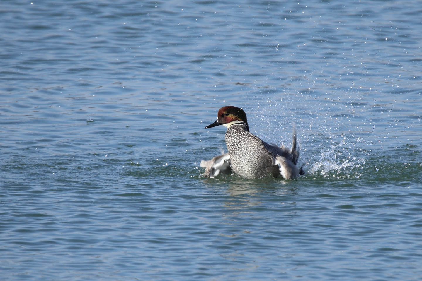 Canon EOS 6D + TAMRON SP 150-600mm F/5-6.3 Di VC USD (A011)