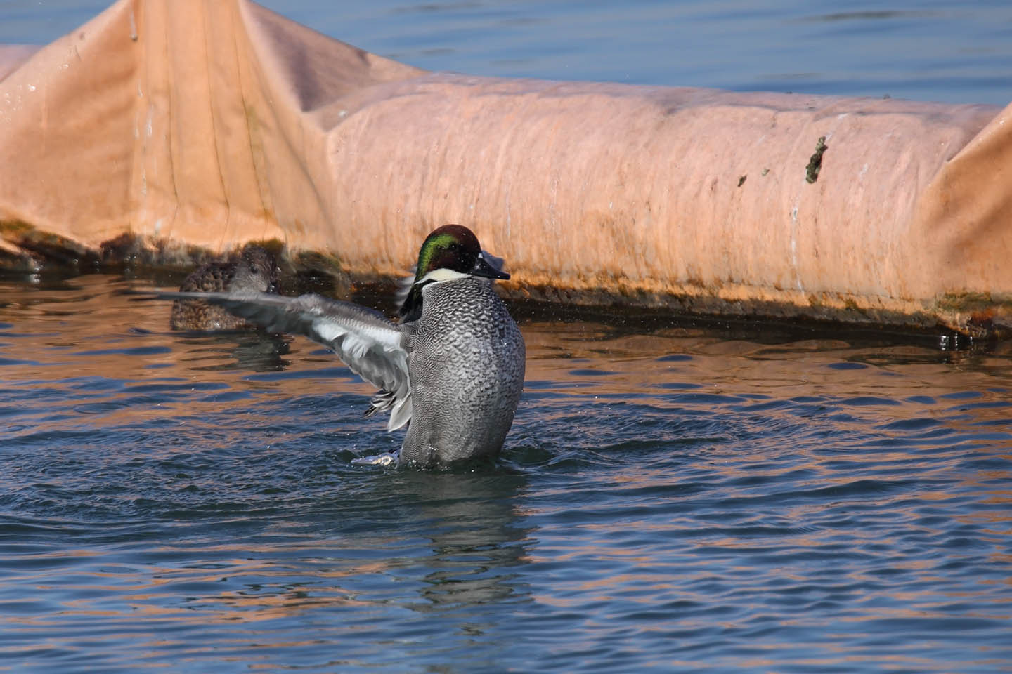 Canon EOS 6D + TAMRON SP 150-600mm F/5-6.3 Di VC USD (A011)