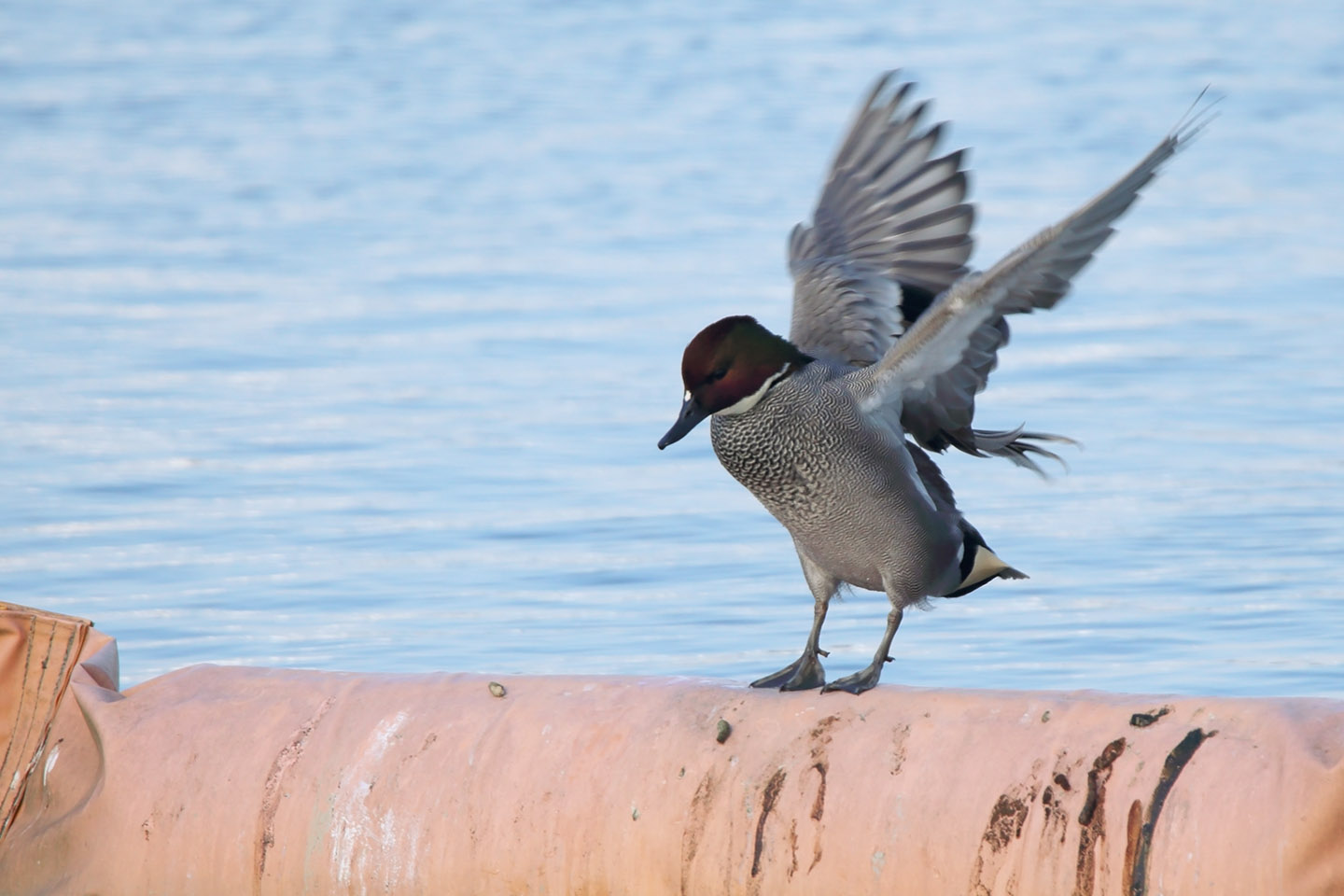 Canon EOS 6D + TAMRON SP 150-600mm F/5-6.3 Di VC USD (A011)