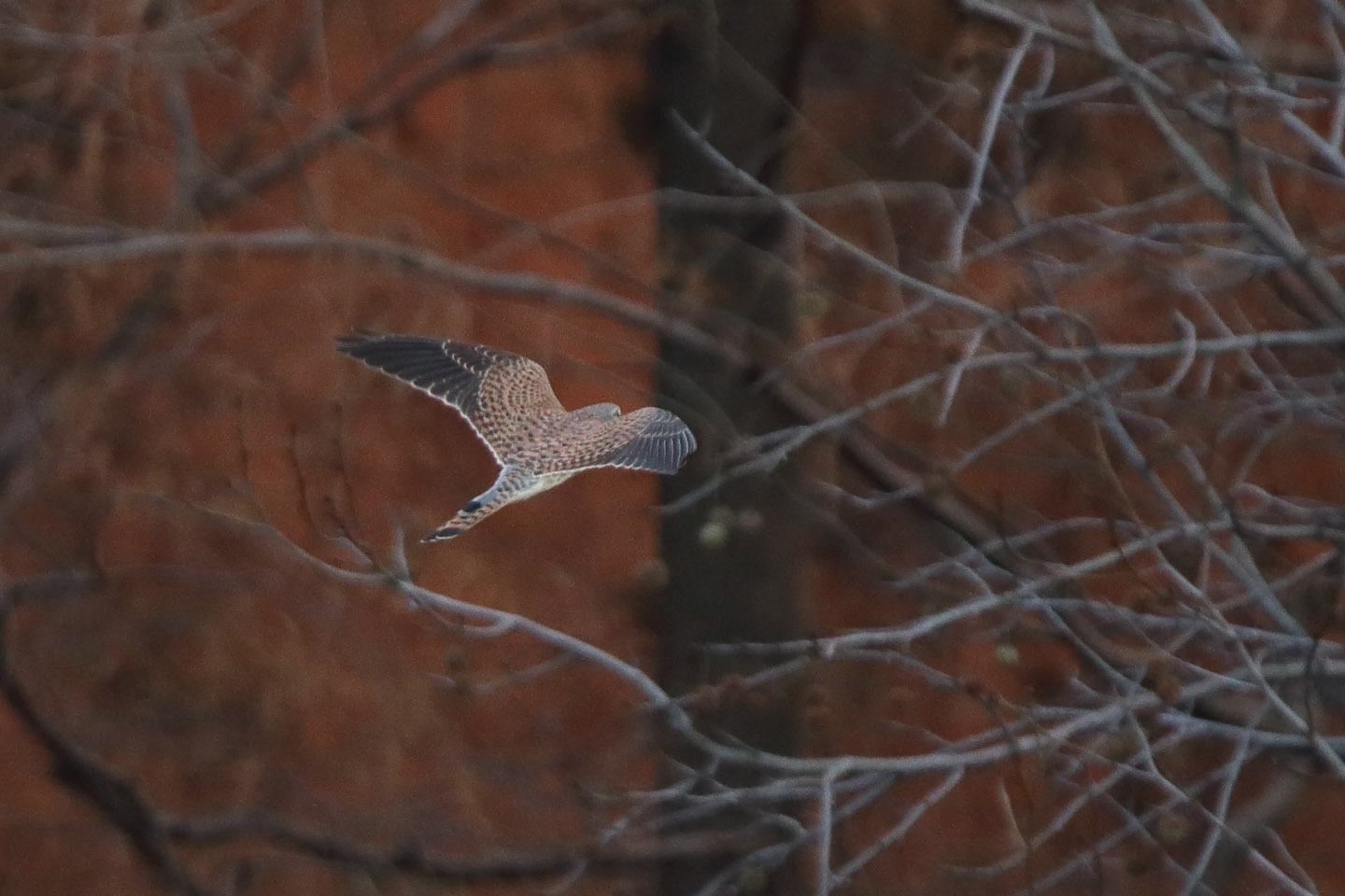 Canon EOS 6D + TAMRON SP 150-600mm F/5-6.3 Di VC USD (A011)