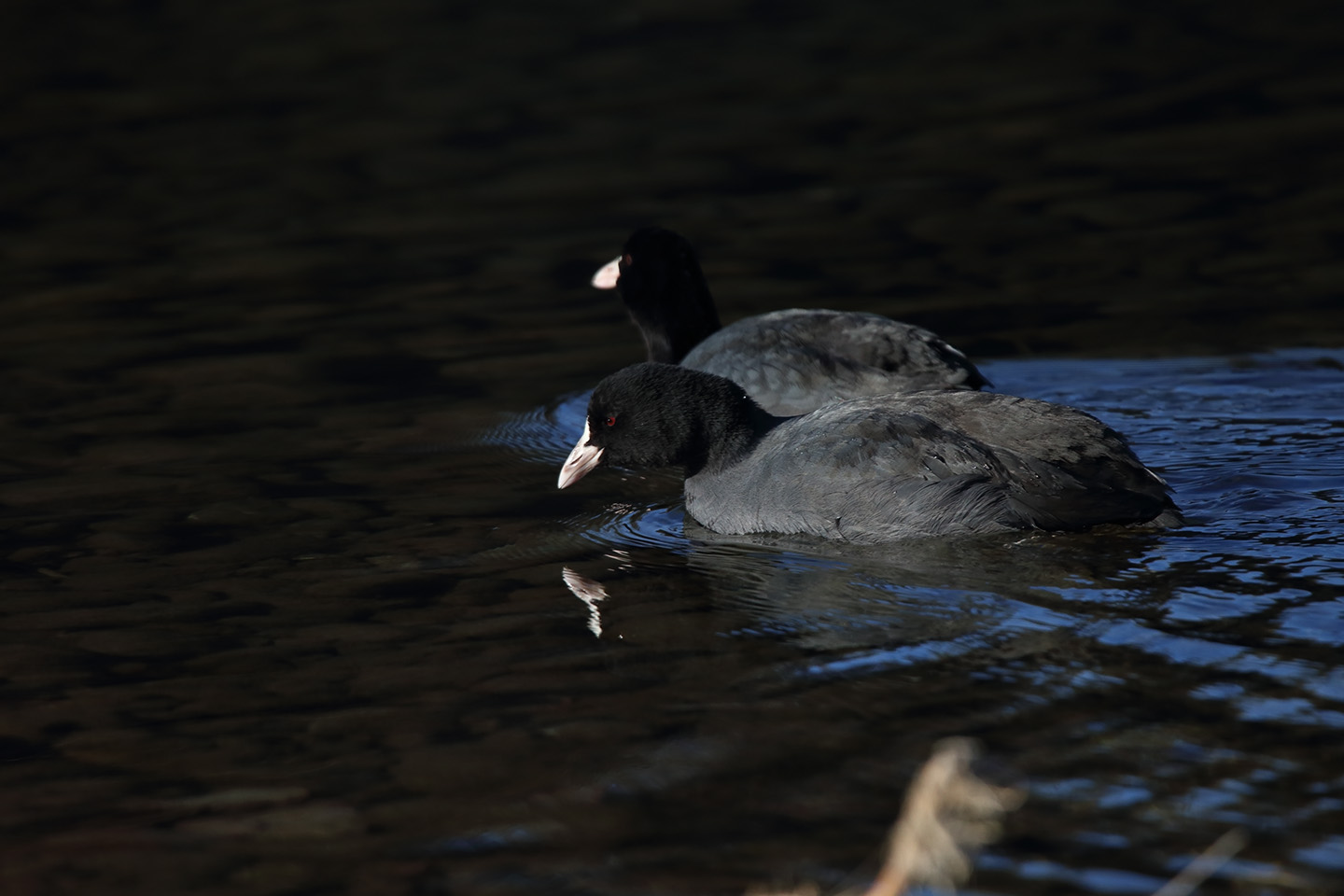 Canon EOS 6D + TAMRON SP 150-600mm F/5-6.3 Di VC USD (A011)