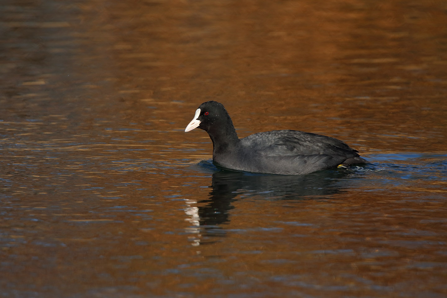 Canon EOS 6D + TAMRON SP 150-600mm F/5-6.3 Di VC USD (A011)