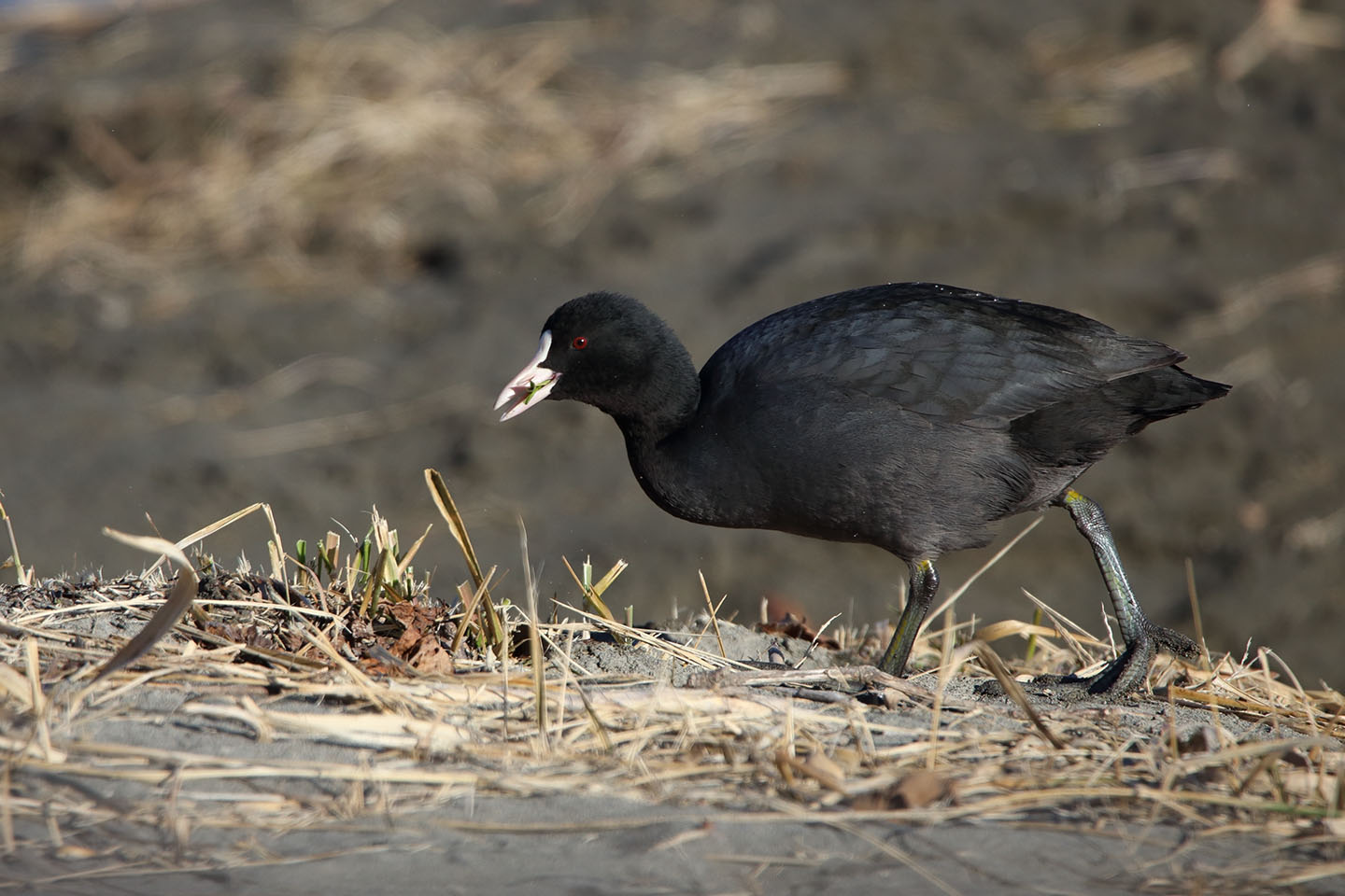 Canon EOS 6D + TAMRON SP 150-600mm F/5-6.3 Di VC USD (A011)