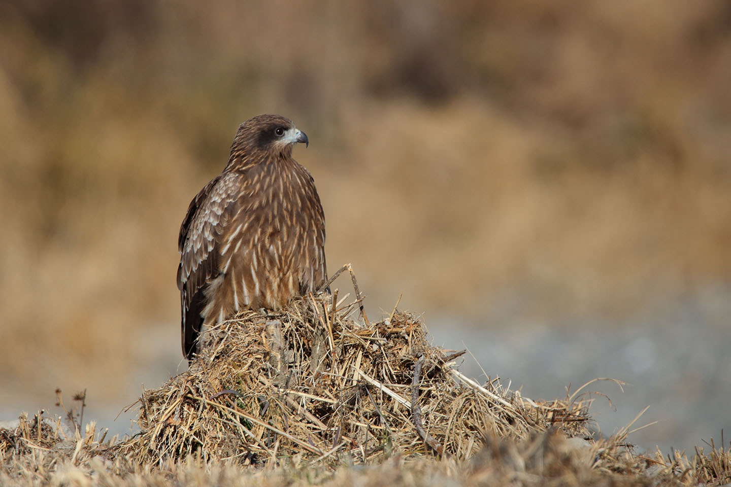 Canon EOS 6D + TAMRON SP 150-600mm F/5-6.3 Di VC USD (A011)