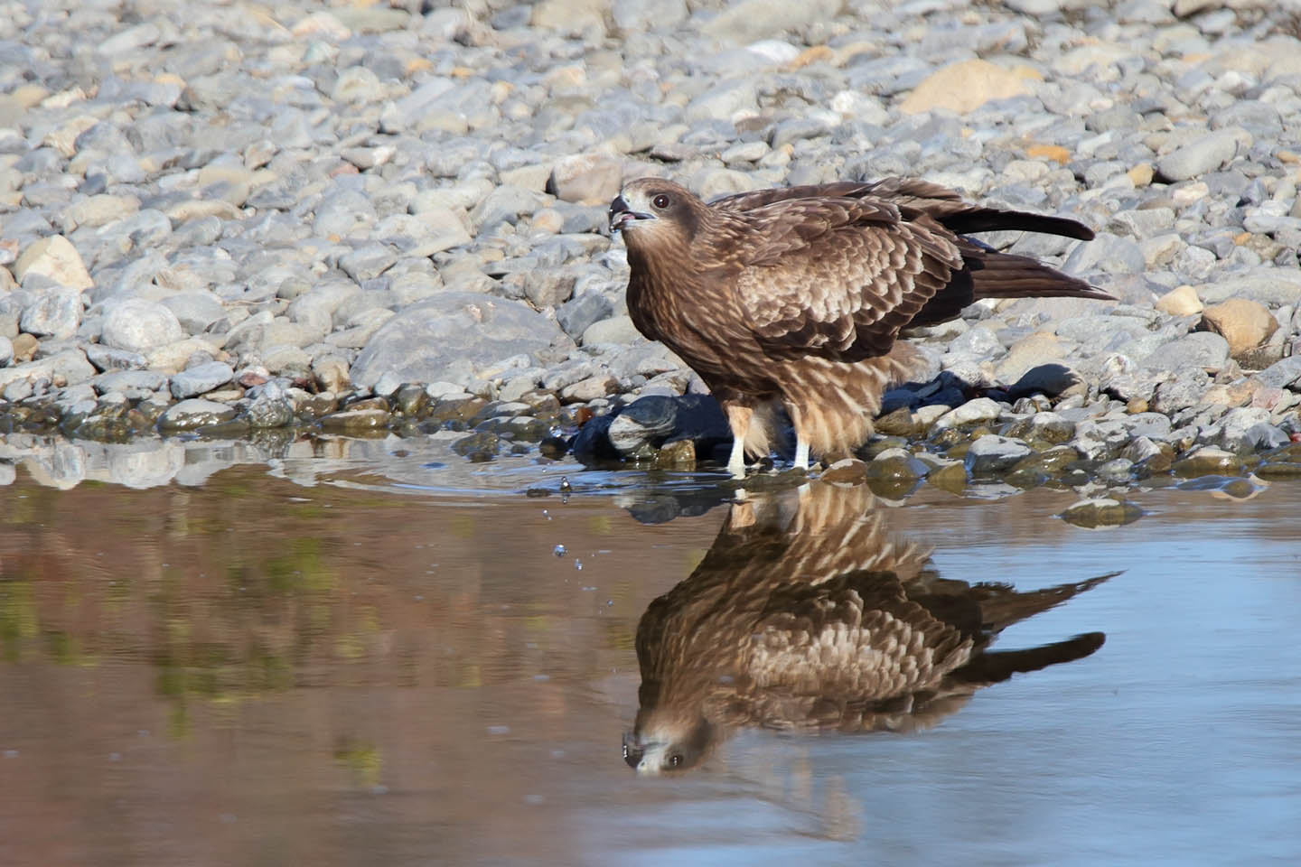 Canon EOS 6D + TAMRON SP 150-600mm F/5-6.3 Di VC USD (A011)