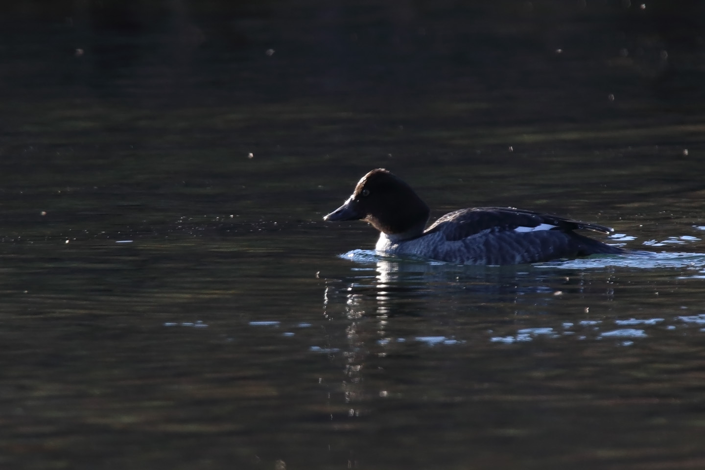 Canon EOS 6D + TAMRON SP 150-600mm F/5-6.3 Di VC USD (A011)