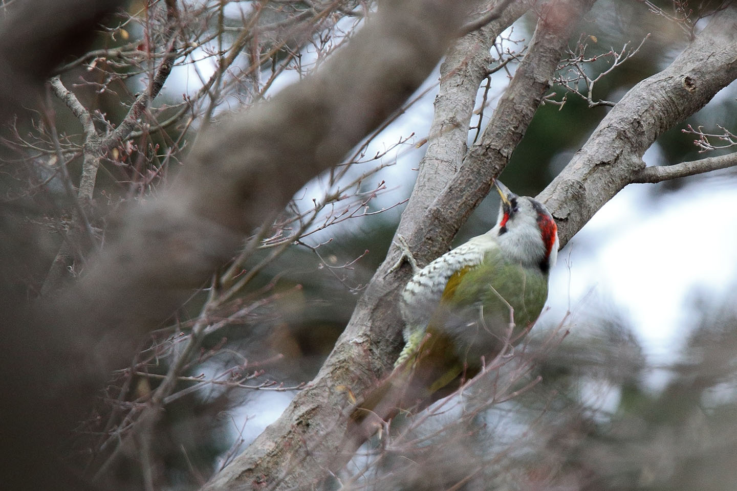 Canon EOS 6D + TAMRON SP 150-600mm F/5-6.3 Di VC USD (A011)