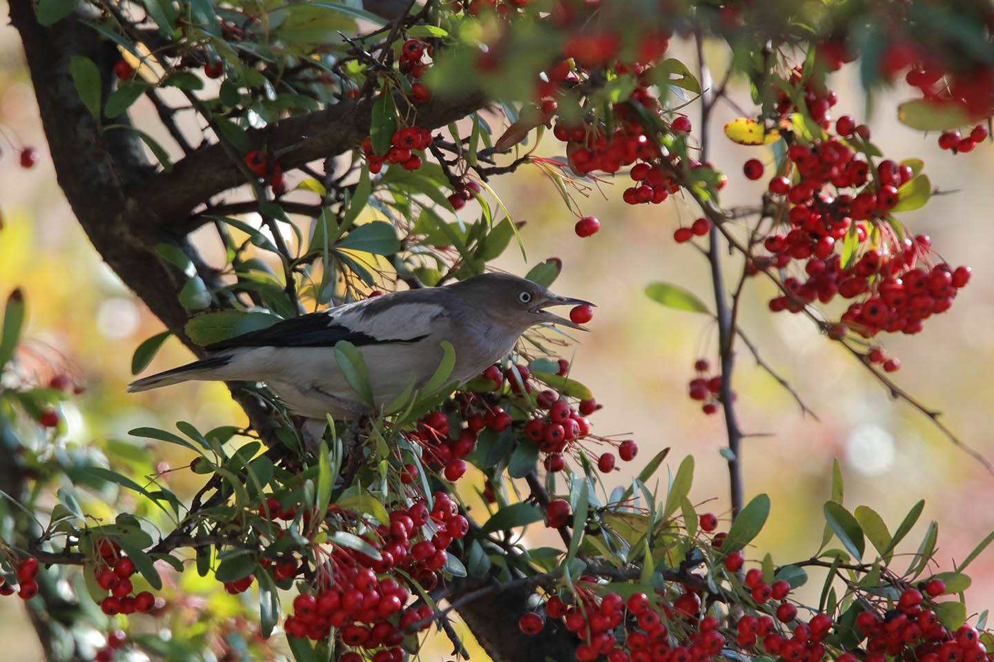 Canon EOS 6D + TAMRON SP 150-600mm F/5-6.3 Di VC USD (A011)