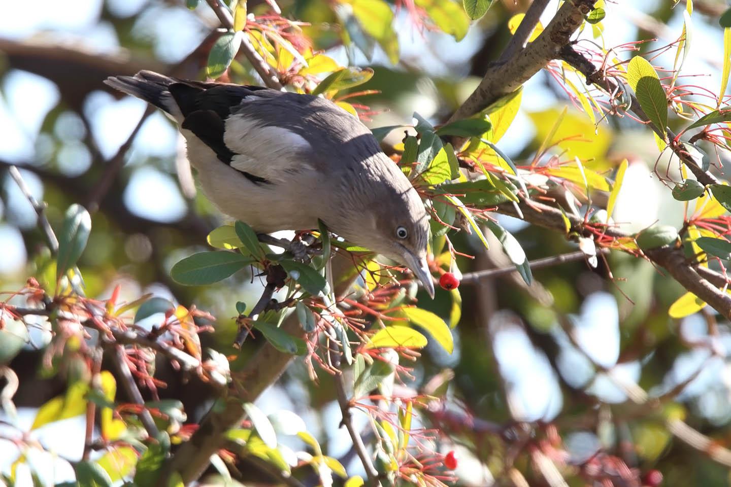 Canon EOS 6D + TAMRON SP 150-600mm F/5-6.3 Di VC USD (A011)