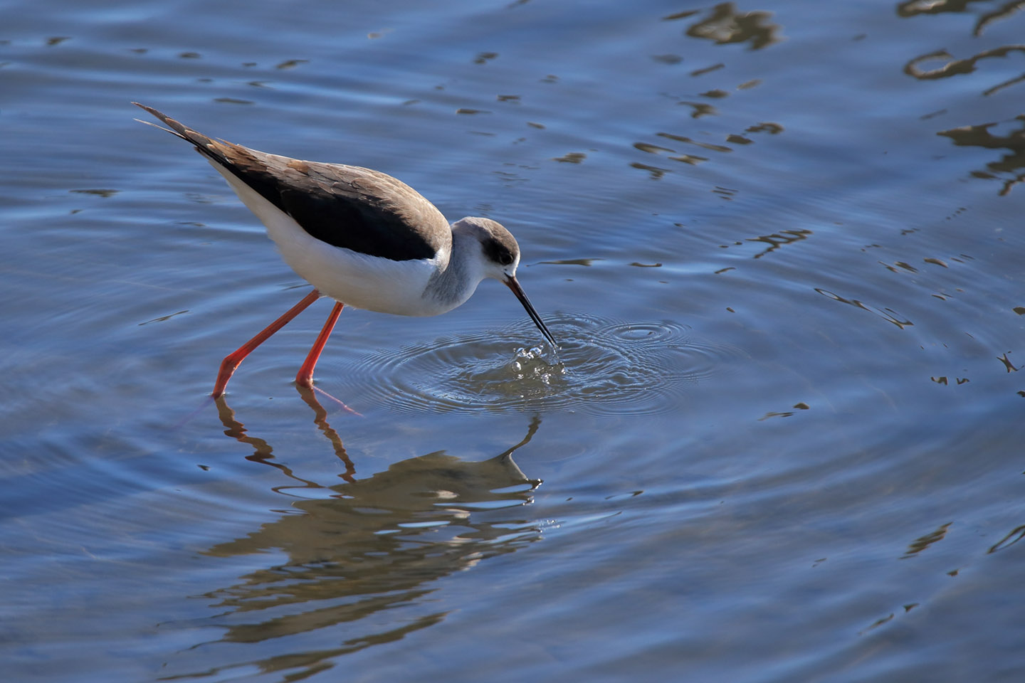 Canon EOS 6D + TAMRON SP 150-600mm F/5-6.3 Di VC USD (A011)