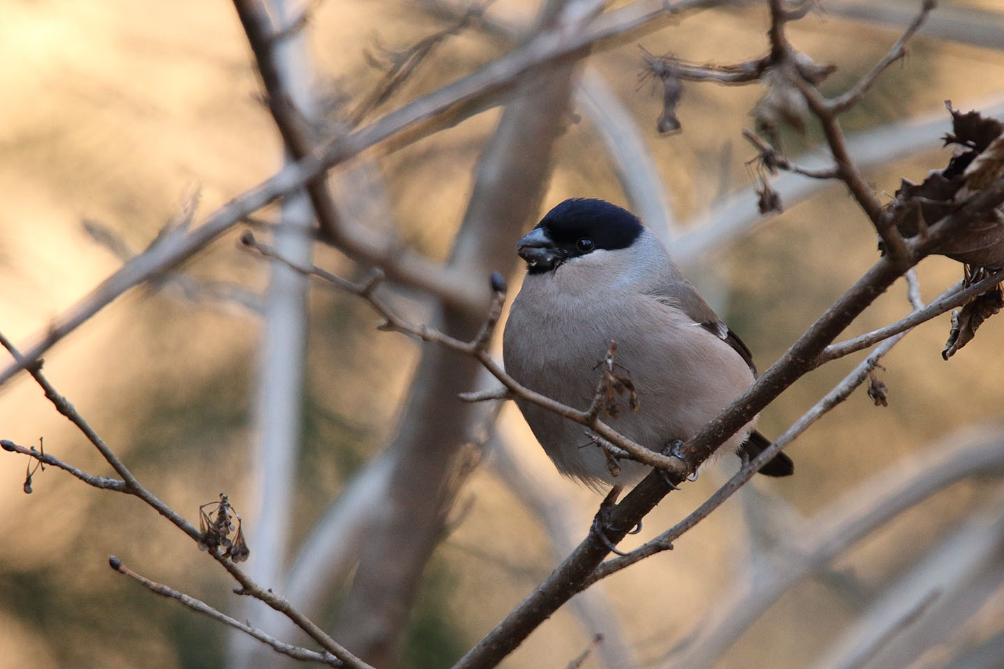 Canon EOS 6D + TAMRON SP 150-600mm F/5-6.3 Di VC USD (A011)