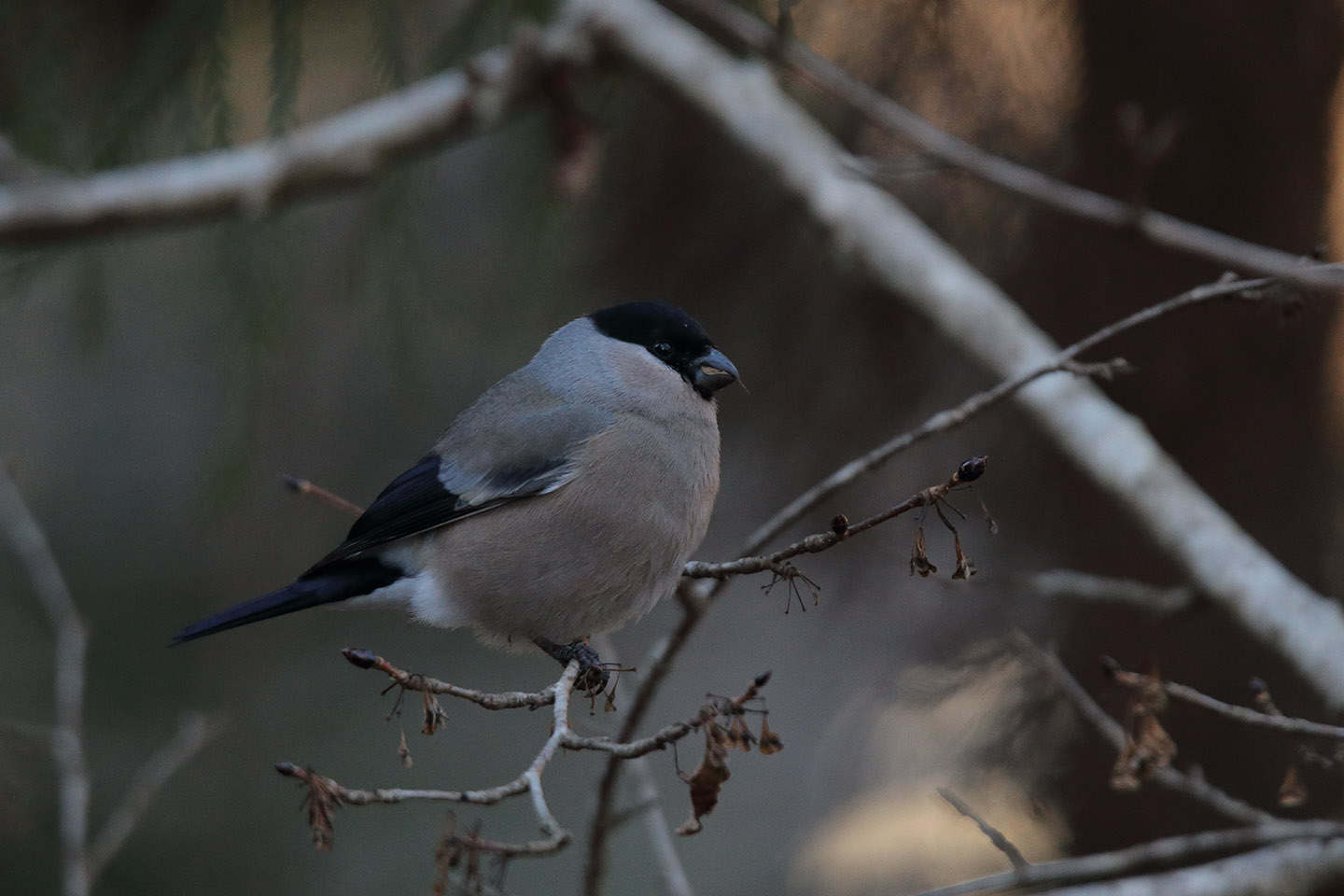 Canon EOS 6D + TAMRON SP 150-600mm F/5-6.3 Di VC USD (A011)