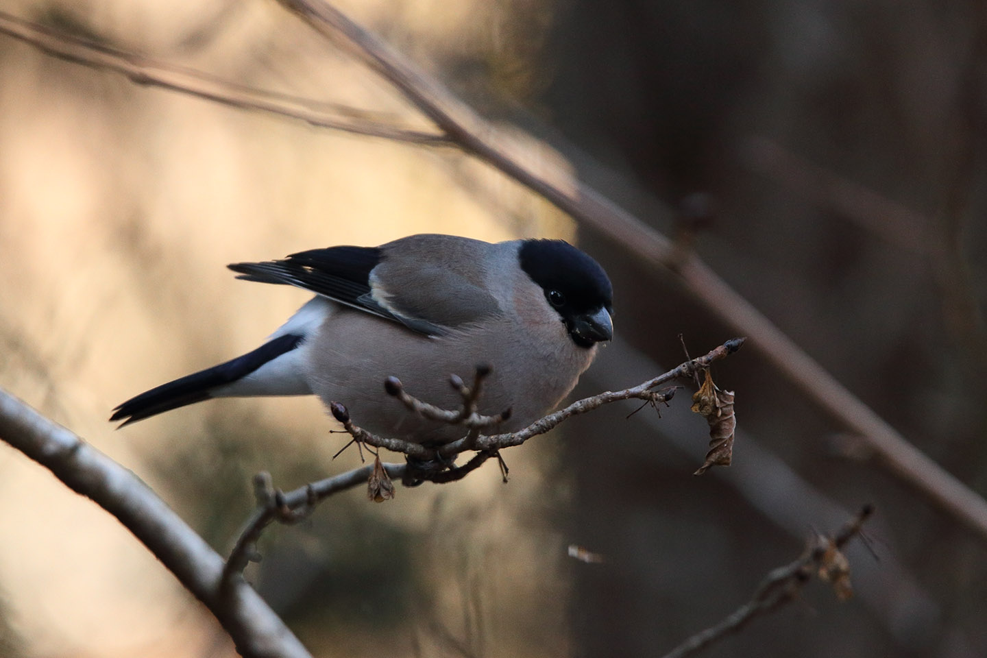 Canon EOS 6D + TAMRON SP 150-600mm F/5-6.3 Di VC USD (A011)