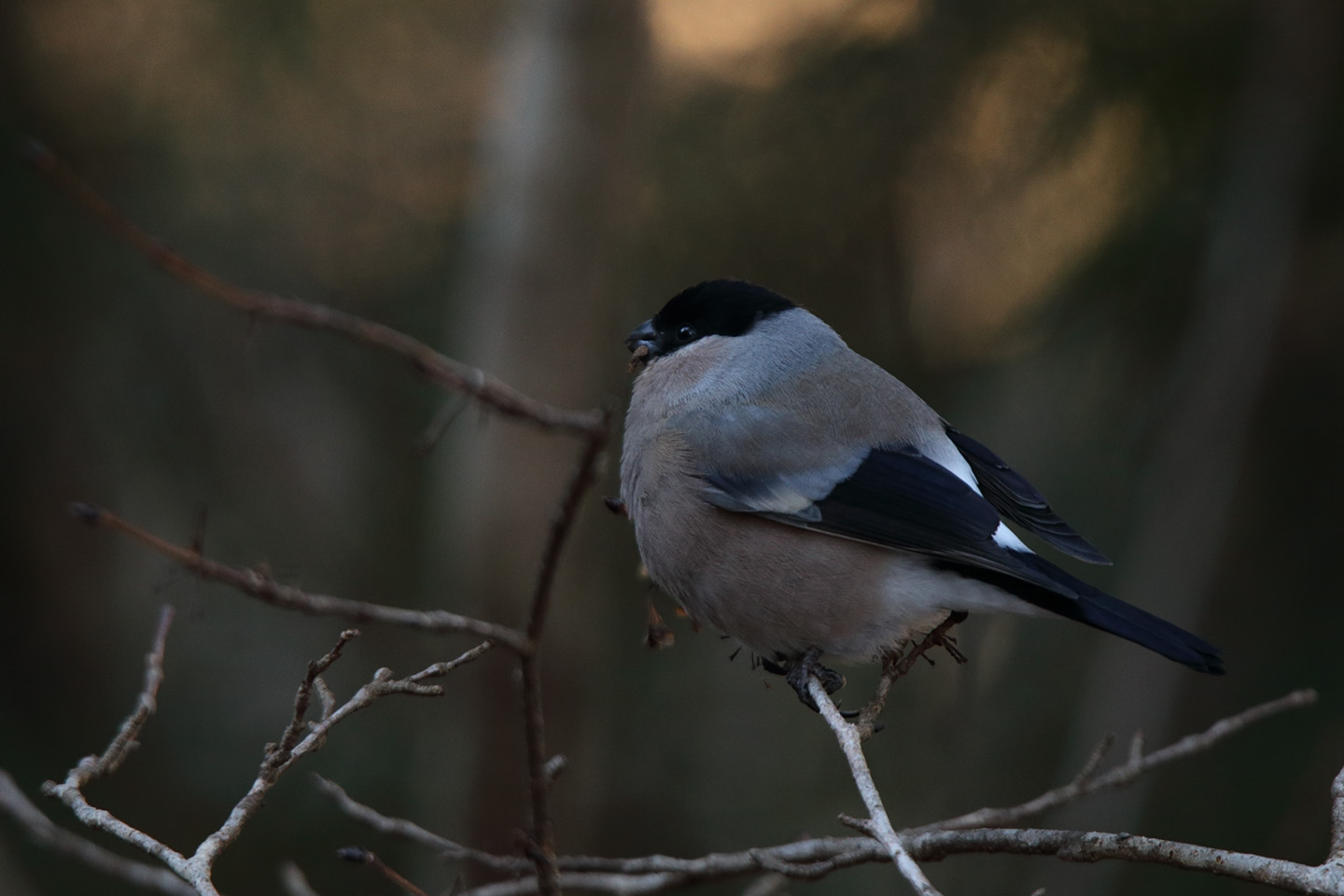 Canon EOS 6D + TAMRON SP 150-600mm F/5-6.3 Di VC USD (A011)