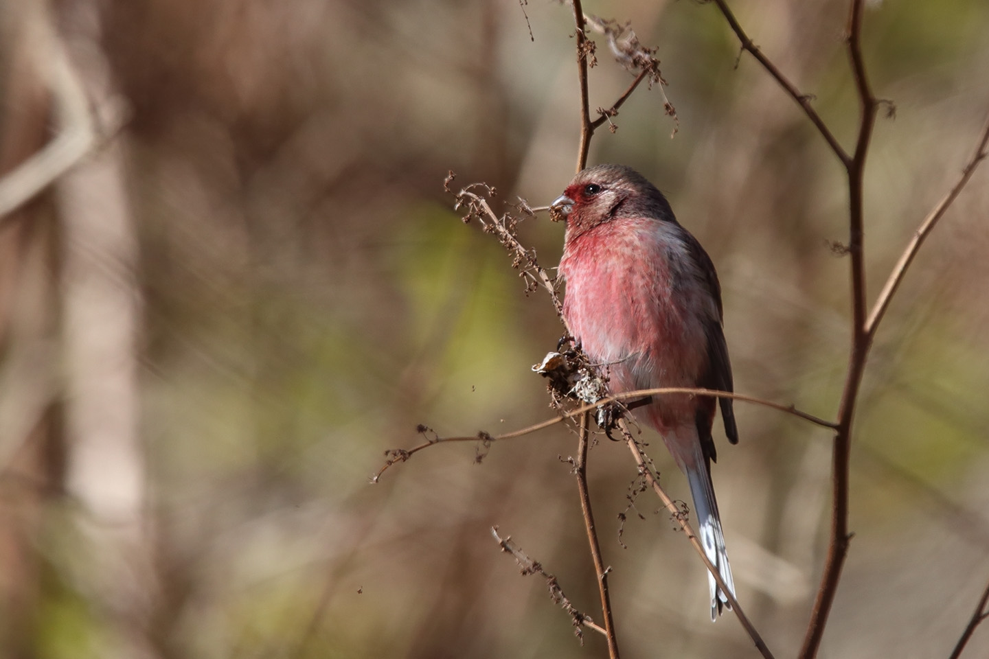 Canon EOS 6D + TAMRON SP 150-600mm F/5-6.3 Di VC USD (A011)