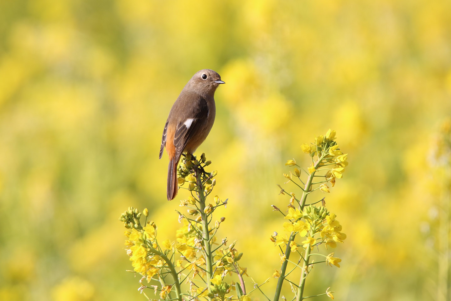 Canon EOS 6D + TAMRON SP 150-600mm F/5-6.3 Di VC USD (A011)