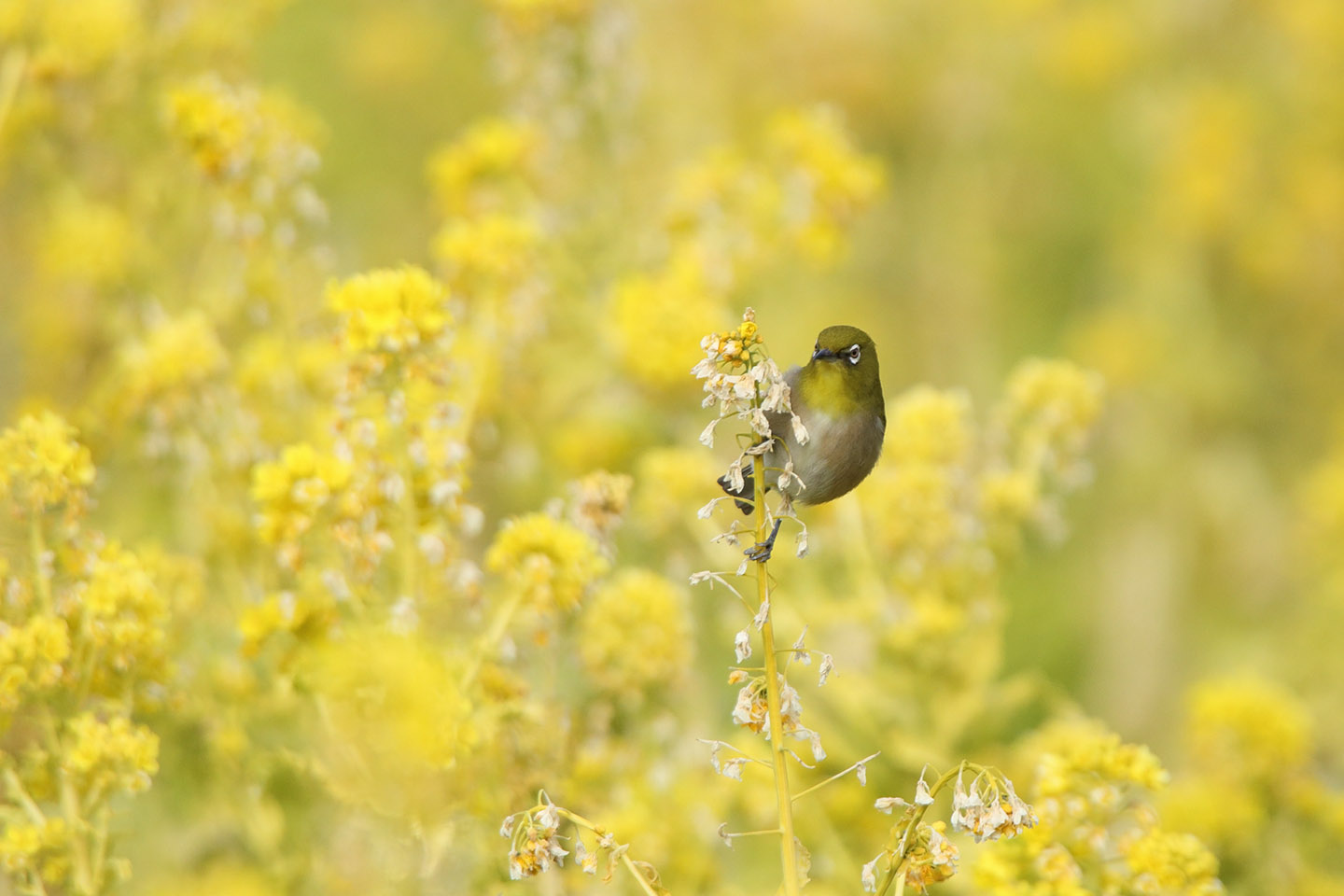 Canon EOS 6D + TAMRON SP 150-600mm F/5-6.3 Di VC USD (A011)