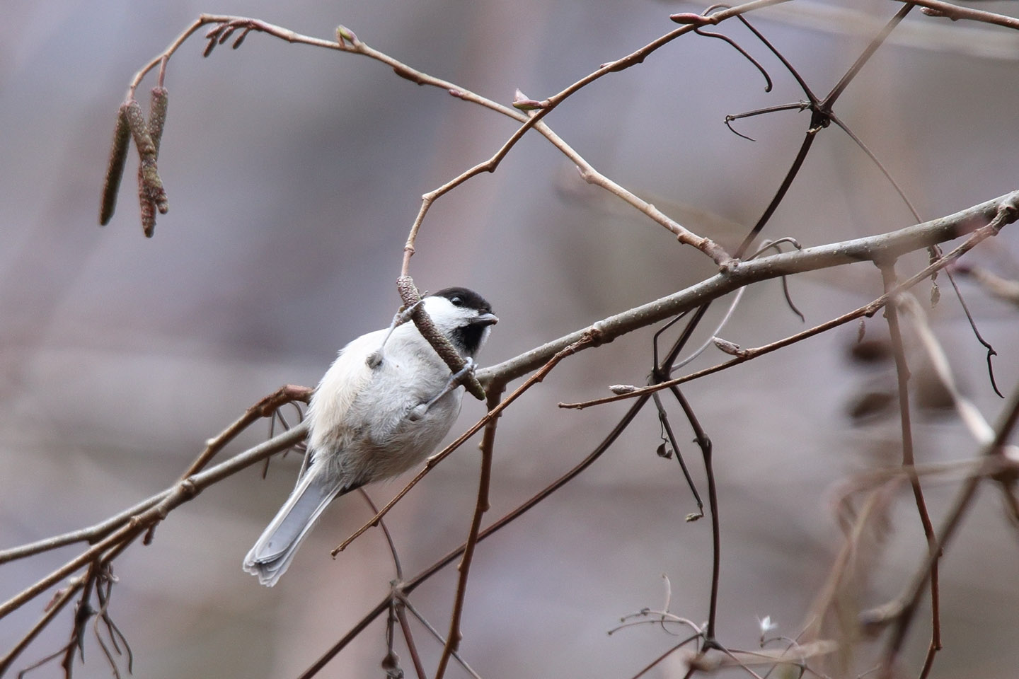 Canon EOS 6D + TAMRON SP 150-600mm F/5-6.3 Di VC USD (A011)