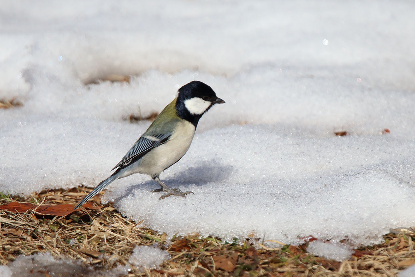 Canon EOS 6D + TAMRON SP 150-600mm F/5-6.3 Di VC USD (A011)