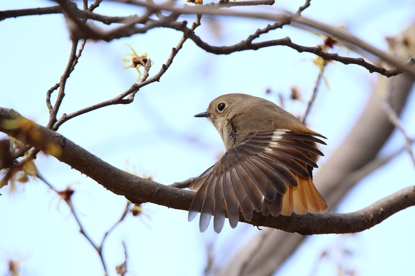 Canon EOS 6D + TAMRON SP 150-600mm F/5-6.3 Di VC USD (A011)