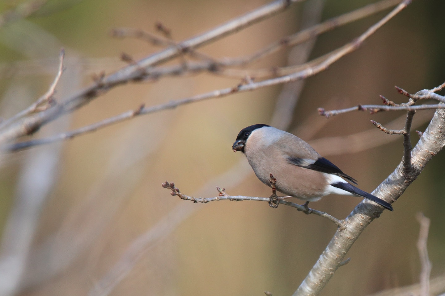 Canon EOS 6D + TAMRON SP 150-600mm F/5-6.3 Di VC USD (A011)