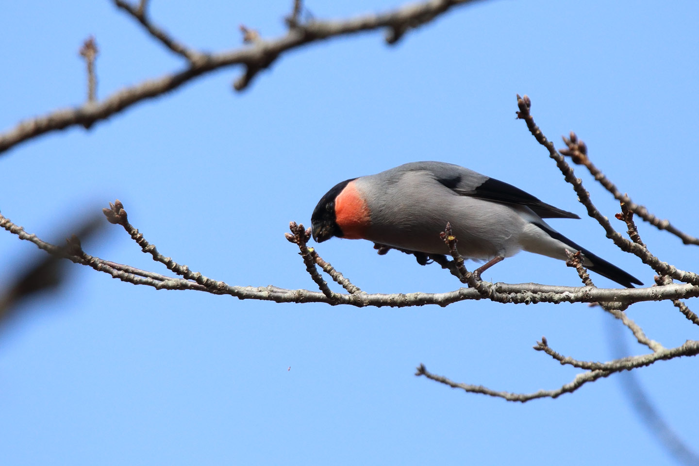 Canon EOS 6D + TAMRON SP 150-600mm F/5-6.3 Di VC USD (A011)